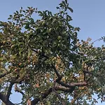 Camping Charming Avondgloed In Farmer's Orchard *