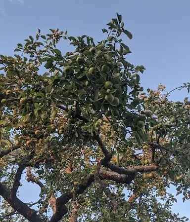 Kemping Cute Little Caravan For 2 In Old Orchard *