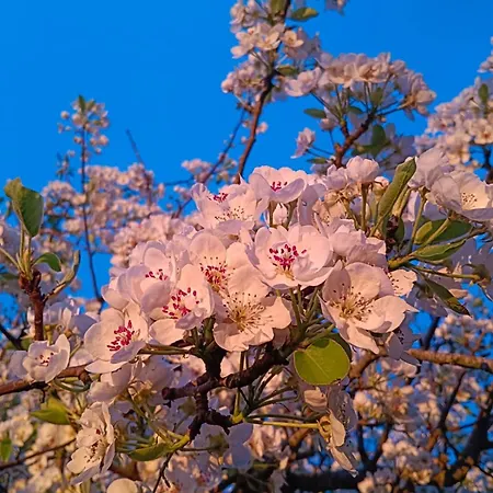 キャンプ場 Charming Avondgloed In Farmer's Orchard *